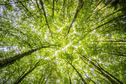 FSC certification